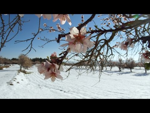 Video: Como Florecen Las Almendras