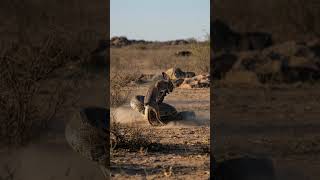 The UNBELIEVABLE Counter-Attack! Rabbit vs Snake #shorts  #animalrevenge #wildlife