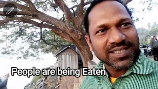 BIGGEST CROCODILES IN BHITARKANIKA NATIONAL PARK HOME TO KALIA ODISHA INDIA 🇮🇳