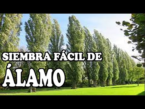 Video: ¿Cuánto tiempo vive un álamo híbrido?