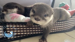 I Got Stared at by Baby Otter