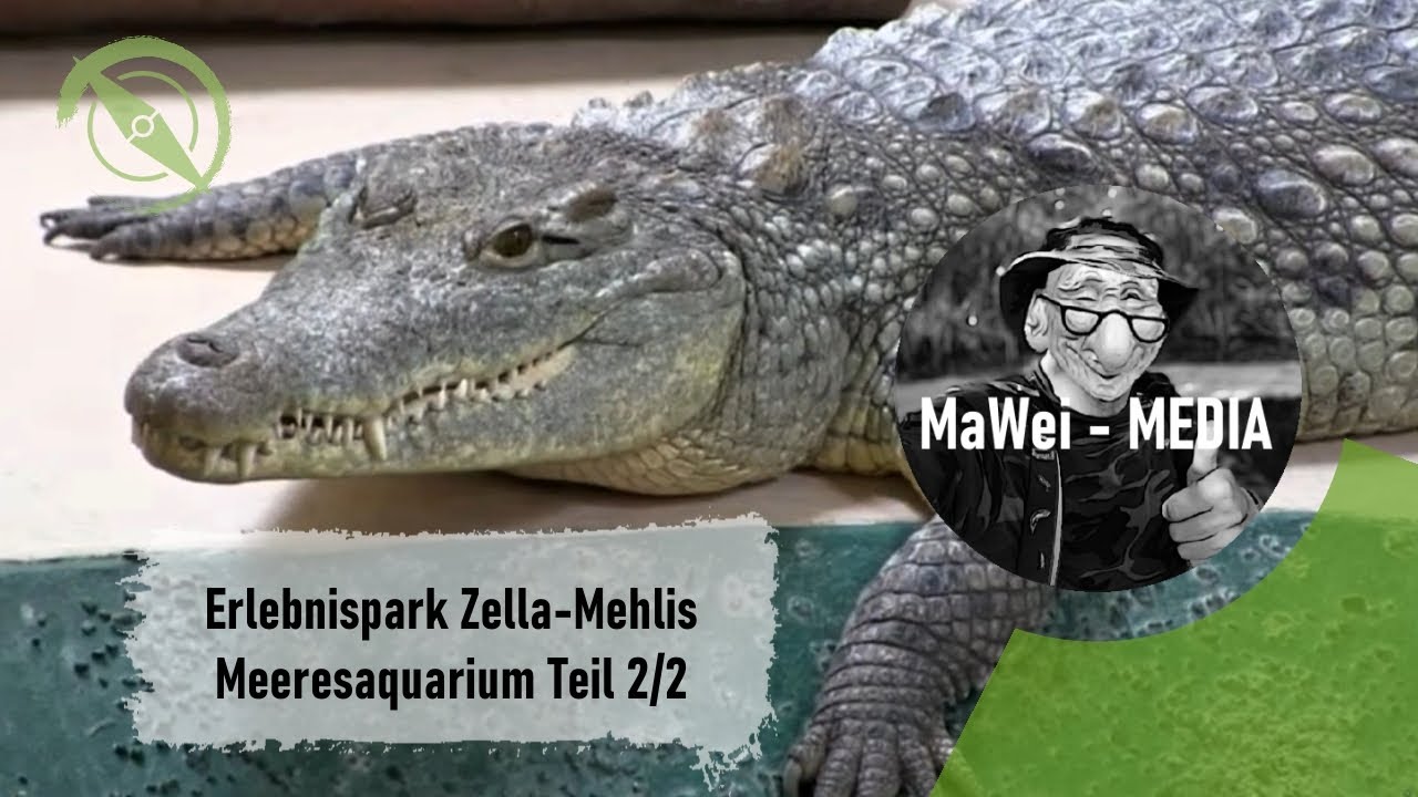 erlebnispark-meeresaquarium-zella-mehlis-teil2-2-youtube