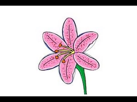 Featured image of post How To Draw A Tiger Lily Flower Step By Step / Contour the tiger lily, trying to vary the thickness and blackness of the line.