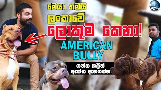 හැමෝම හොයන | American Bully  Cute American bully in Sri Lanka