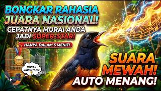 Masteran Murai Batu Full Isian Tembakan – SEKALI PUTAR BIKIN LANGSUNG NGEBOR!