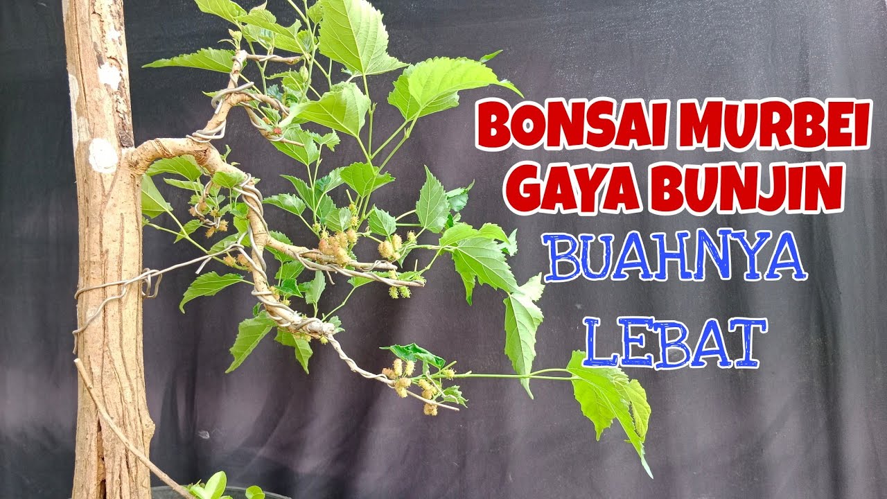 BONSAI MURBEI GAYA BUNJIN | BUAH LEBAT!!!