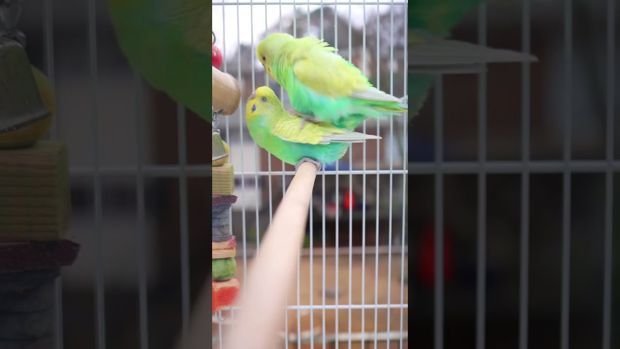 セキセイインコの種類（詳細編8）・ウイング | 羊毛フェルトのインコ