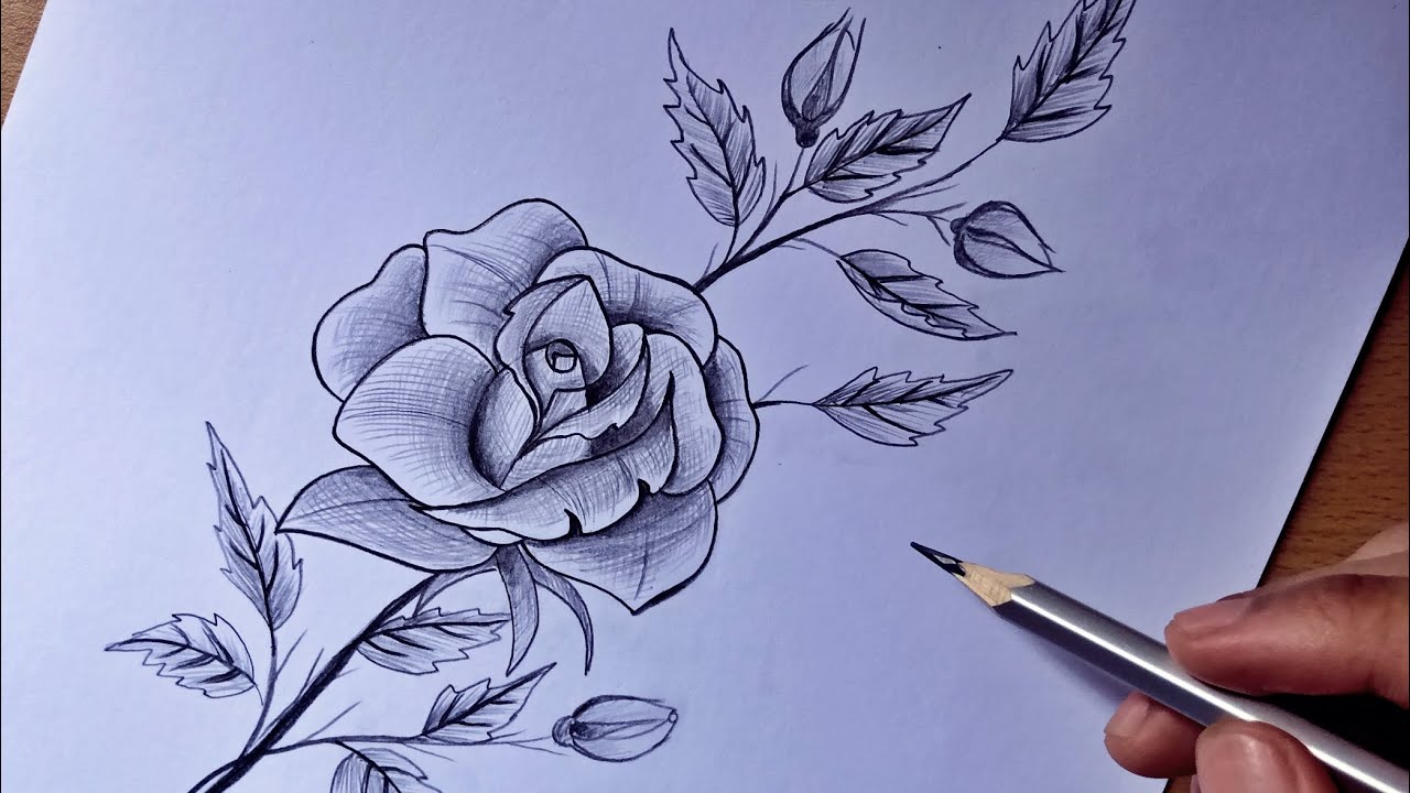 Update more than 199 rose flower pencil sketch best