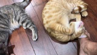 Cat Cafe Perth - Feb 2017 Cat Cafe Perth - Feb 2017