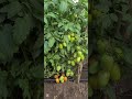 FAIDA YA MTI WA NYANYA KWENYE KUTIBU MATATIZO YA UZAZI JE UNALIFAHAMU HILI BASI FUATILIA VIDEO HII FAIDA YA MTI WA NYANYA KWENYE KUTIBU MATATIZO YA UZAZI JE UNALIFAHAMU HILI BASI FUATILIA VIDEO HII