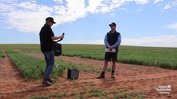 New herbicide tolerant pulse varieties
