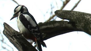Дятел отбивает дробь, птицы весной, Woodpecker drumming on wood Дятел отбивает дробь, птицы весной, Woodpecker drumming on wood