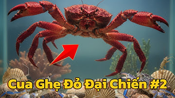 Review Cua Ghẹ Đỏ Đại Chiến Các Loài Động Vật Cực Đỉnh Và Cái Kết | Đại Chiến Động Vật