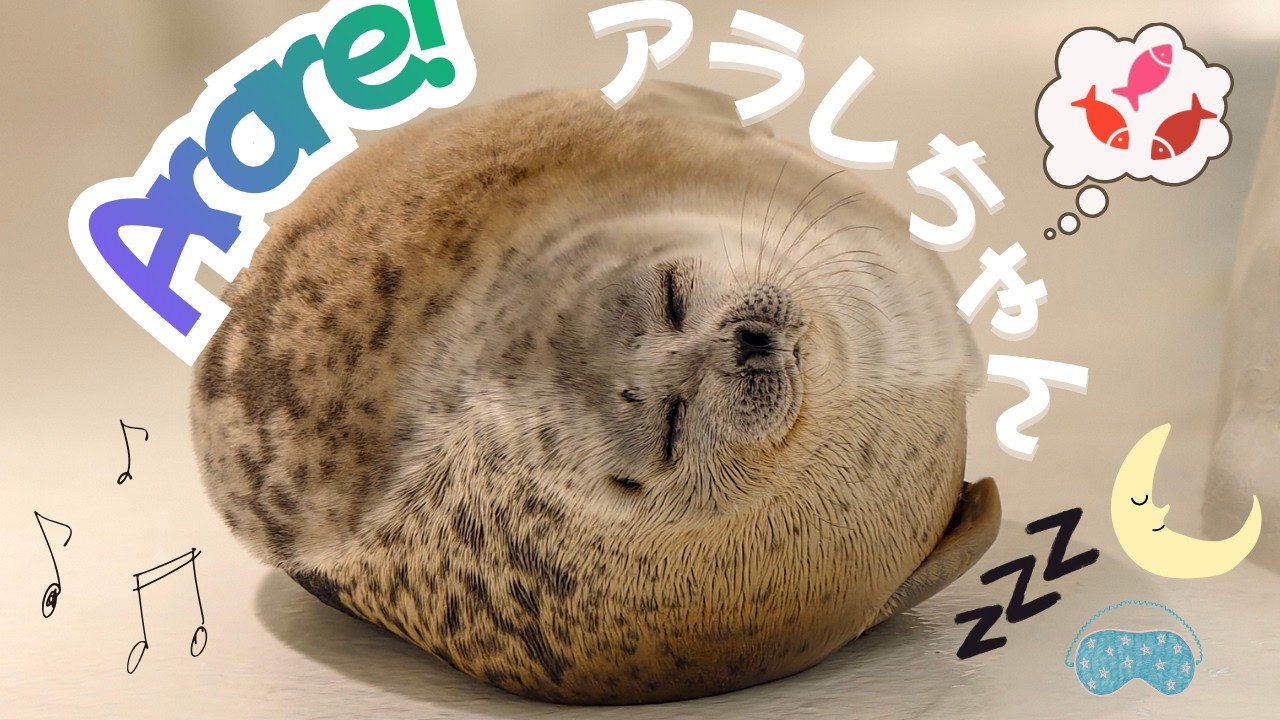 Kaiyukan Ringed Seal Arare Dries Off & Becomes Sleepy &Fluffy! 海
