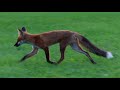 Fox trot