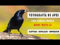 Fotografía de Aves con cámara bridge - Sony RX10-IV: Captura, revelado e impresión.