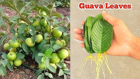 How To Grow Guava Trees From Guava Leaves 100% Success