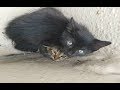 人の愛情を知らず怯えながら身を寄せ合っていた野良の子猫達。差し伸べられた優しい温もりに・・・【nekoの部屋】