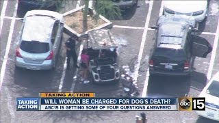 What happens next after dog dies after being left in hot car?