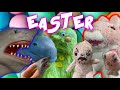 Youtube Thumbnail title
