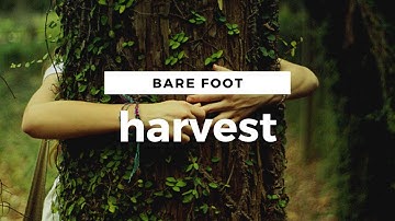 Benefits Of Hugging Trees | How to Harvest Fresh Coconut Bare foot Climbing Grounding & Body Workout