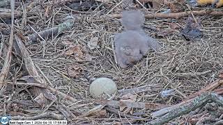 USS Bald Eagle Cam 1 on 4-10-24 @ 17:56:50  USS7 climbs out of nest cup \& mom has to scoop him back