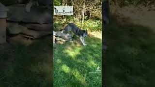 zoomies FRAPs canidos perro lobo ejercicio educacióncanina adiestramientocanino etologia