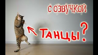 Приколы с кошками и котами #13  Подборка смешных и интересных видео с котиками. с озвучкой.  приколы