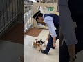 子猫5匹が駅員さんの後ろで行列…「できてる!」が可愛すぎ🐱🐱🐱 #cat #猫 #JR #station #japan @chiero_piero