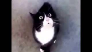 "Ржачные коты!Подборочка приколов про котов!Забавные стоп-кадры)" "Ржачные коты!Подборочка приколов про котов!Забавные стоп-кадры)"