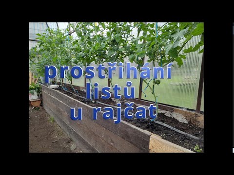 Video: Rostliny rajčat s listy brambor – proč jsou na rajčatech listy brambor