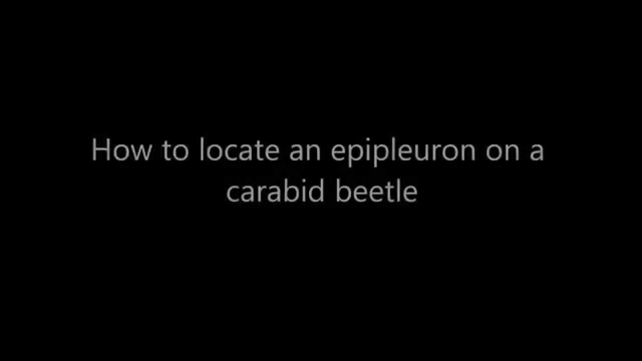 Upland Grazing does...How to locate an epipleuron in carabid beetles
