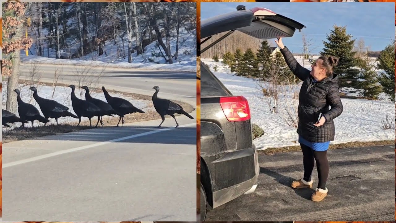 КУПИЛА УТОК ПО ДЕСЯТЬ ДОЛЛАРОВ. 