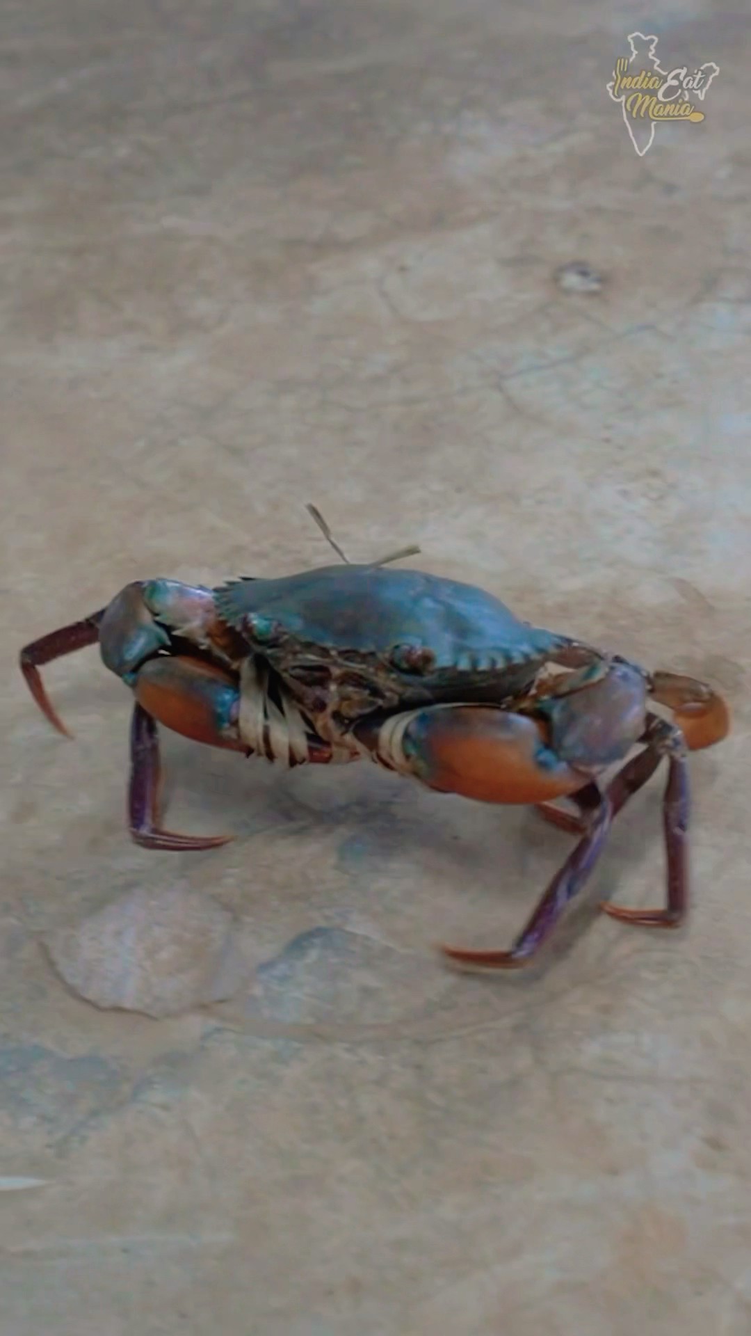 Biggest Odisha Style Crab Making Rs. 2500/- Only #bhubaneswar #shorts