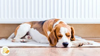 10 Hours of Relax Dog Music! Soothing Music for Dogs by Sleepy Dogs 3,199 views 1 month ago 10 hours