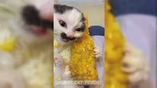 Funny cats / Смешные котики 2024 №1