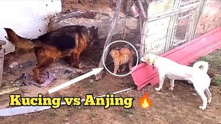 KUMPULAN JEDAG JEDUG KUCING 🔥