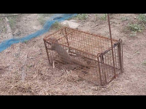 முயல்,கீரி,மர நாய், புடிக்கும் முறை #how to caught rabbit 🐇 #mongoose#tree dog 🐕???easy way $$