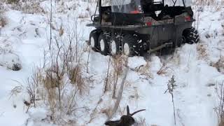 Alberta Moose Hunt With Bluesky Outfitters