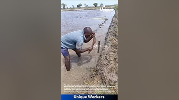 Farming for beginners: a simple guide to rice farming