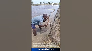 Farming for beginners: a simple guide to rice farming