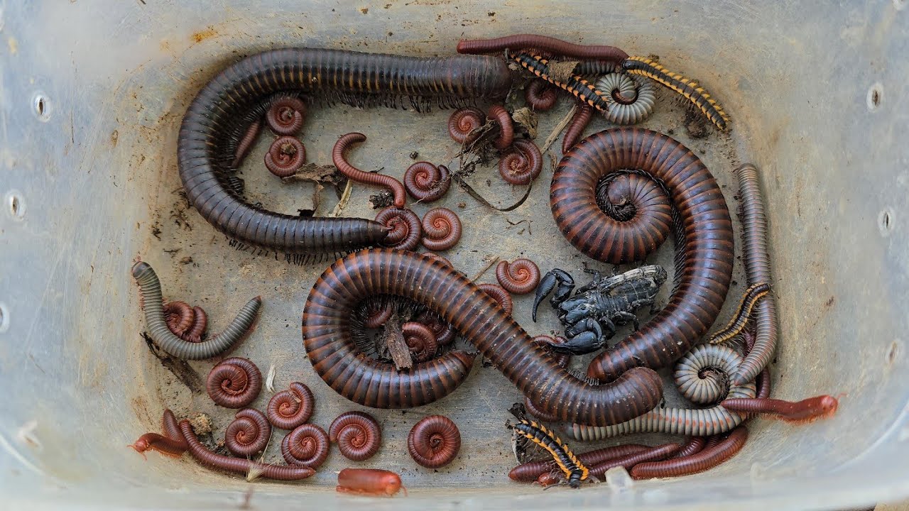 Catch Venom Scorpions And Various Millipede Insects At Mountain 