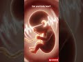 Baby Hearing Development in the Womb | Pregnancy Week by Week