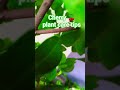 cherry 🍒 plant care tips l.#reel #subscribe #cherry #gardening #motivation #viral_shorts#fruit