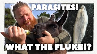 What is Liver Fluke? 🦠 | Treating Llama PARASITES 😱