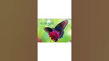 تلاوة رائعة بصوت القارئ نور الدين سليم