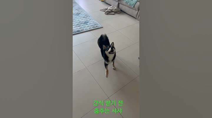 간식 받기 전, 흥을 주체못하는 샤샤