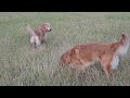 ゴールデンレトリバーと夕暮れ散歩