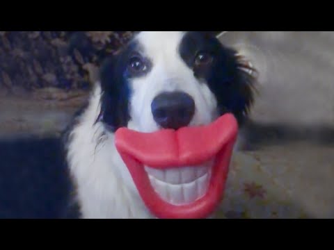 40 Funny Animals Caught On Camera