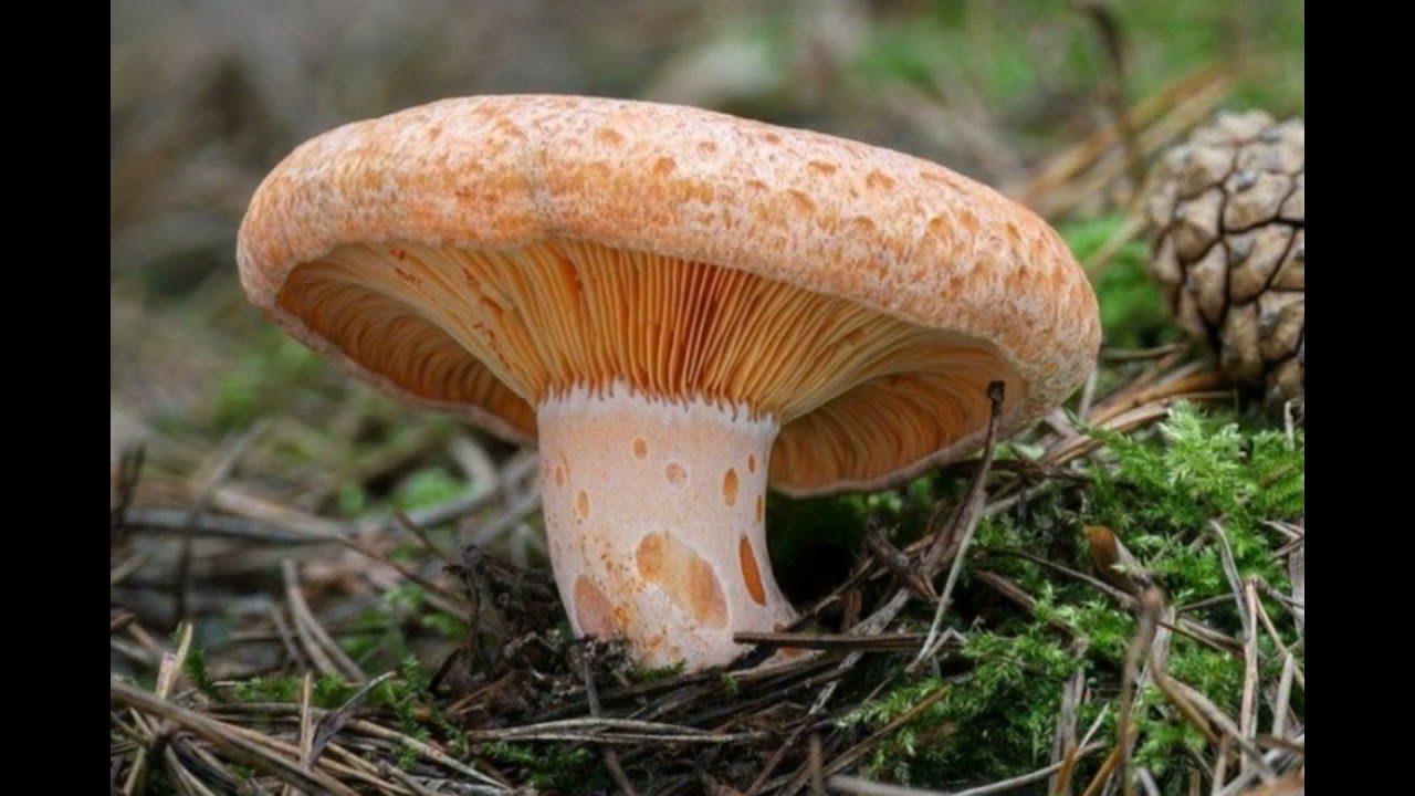 20 февраля 2026 г.